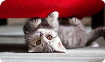 Як відучити кота дряпати диван