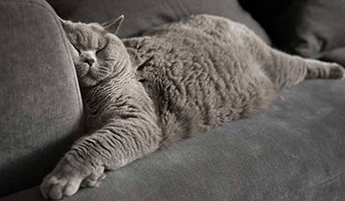 Оббивна тканина «антикіготь»: міф чи реальність?